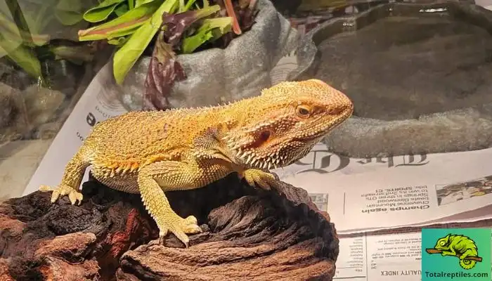 Why Won't My Bearded Dragon Drink Water