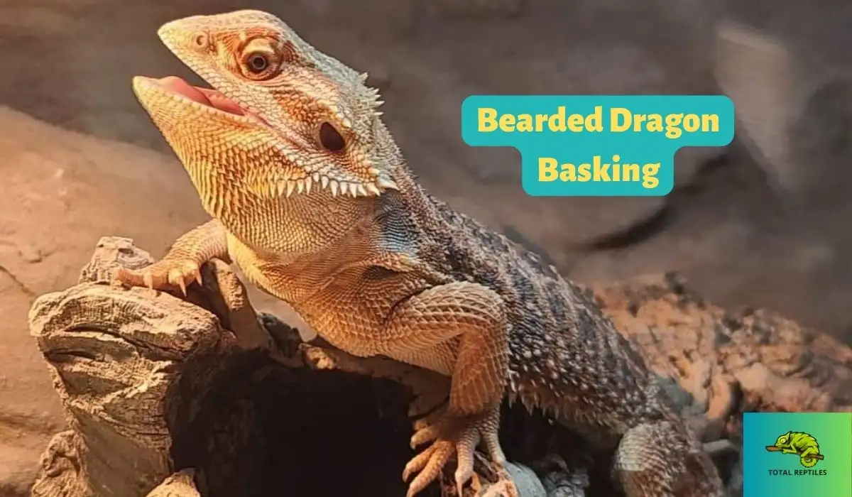 bearded dragon basking