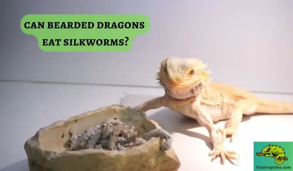 can bearded dragons eat silkworms