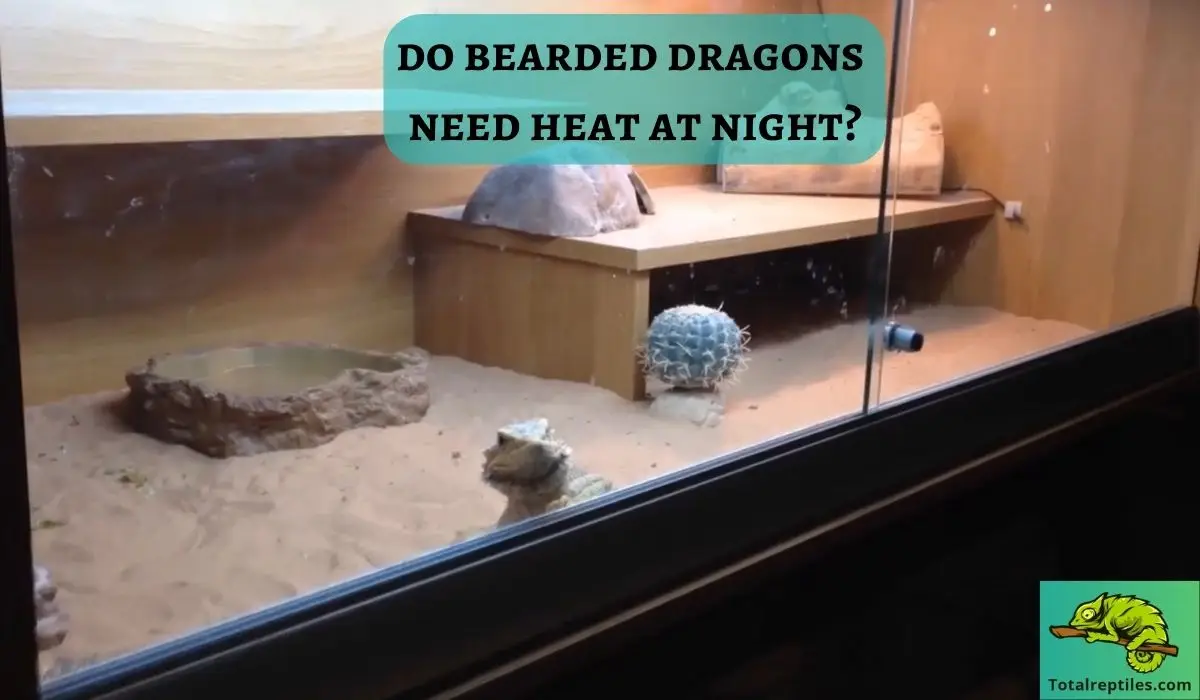 do bearded dragons need heat at night