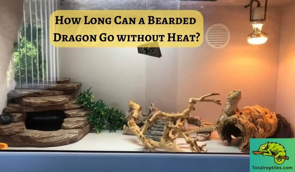 how Long Can a Bearded Dragon Go without Heat