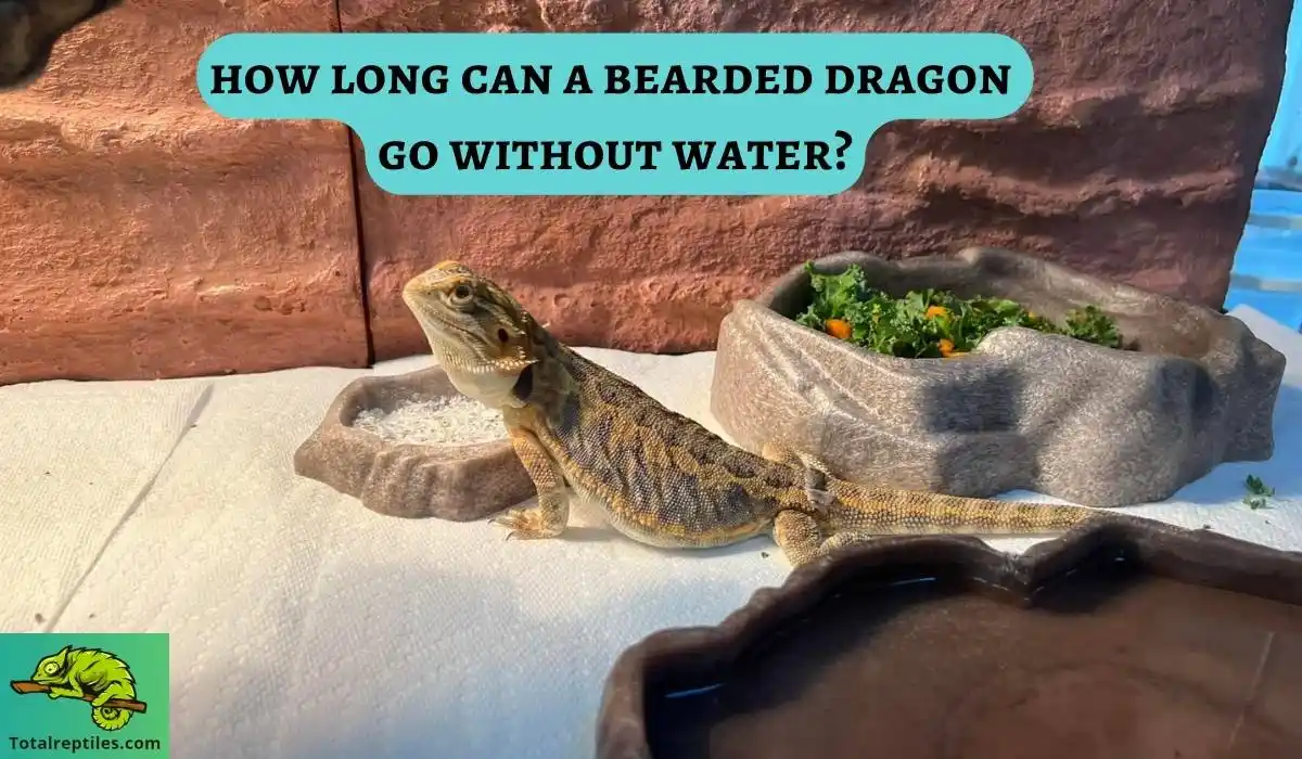 how long can a bearded dragon go without water