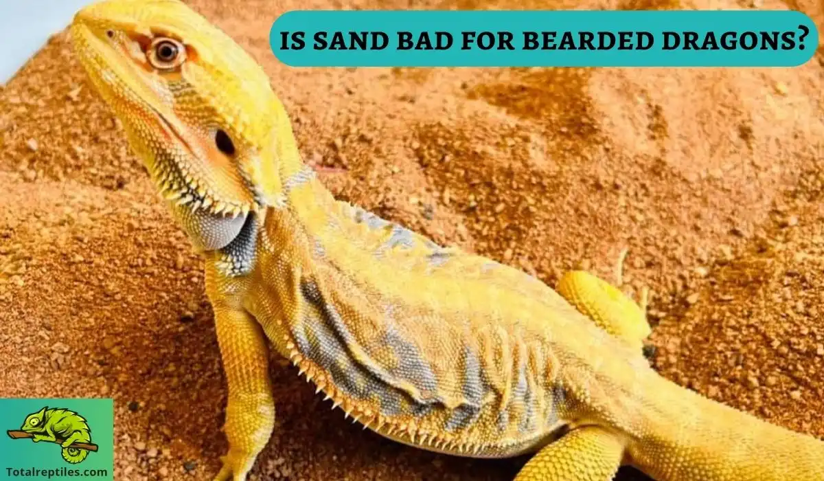 is sand bad for bearded dragons