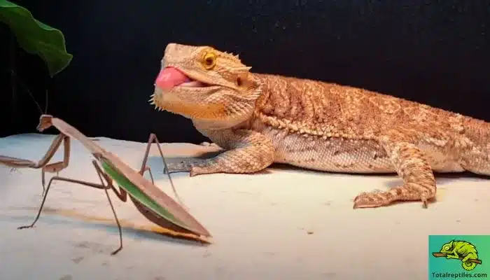 Are Praying Mantises Too Big for Bearded Dragons to Eat