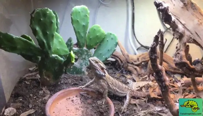 Benefits of Feeding Cactus to Bearded Dragons