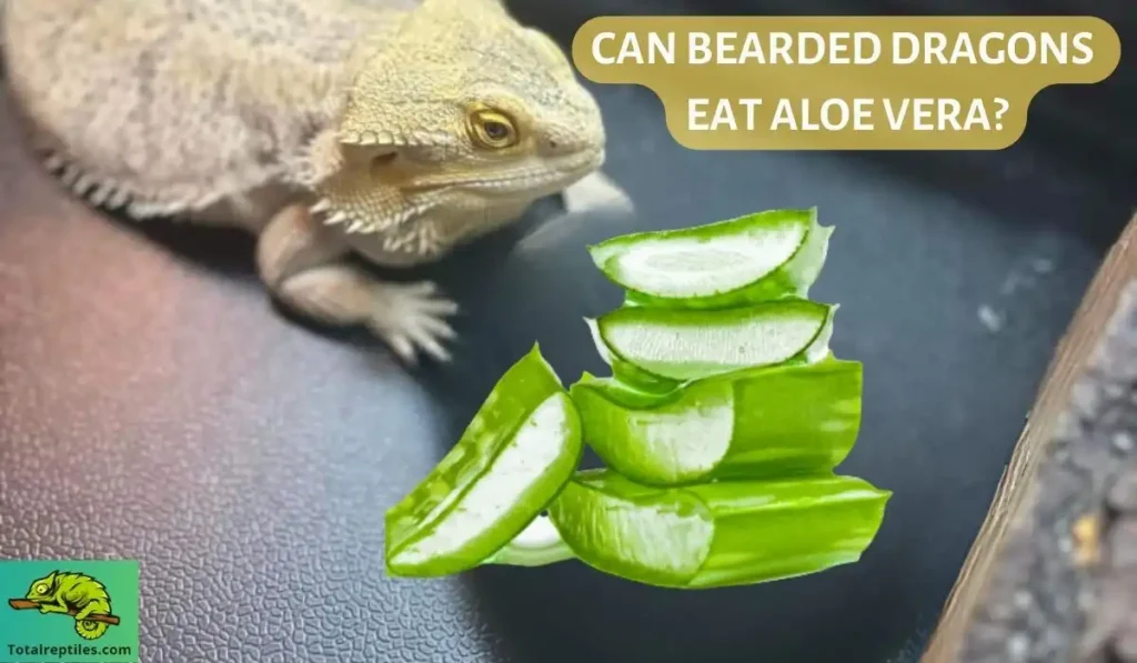 CAN BEARDED DRAGONS EAT ALOE VERA