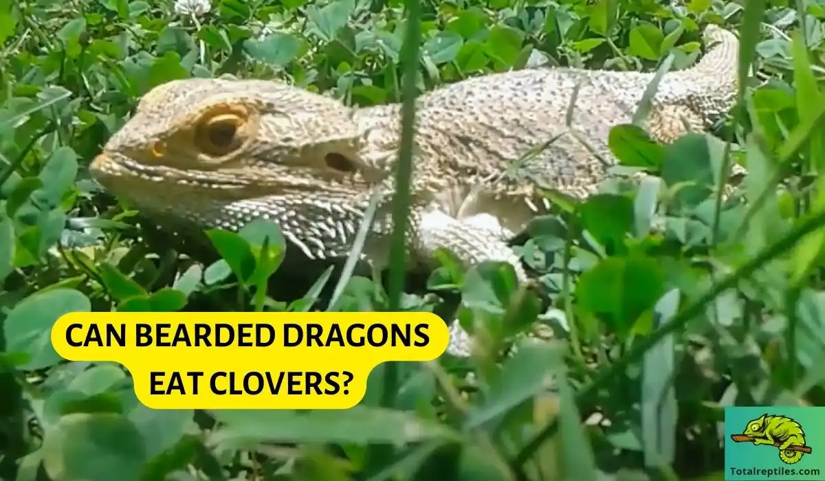 CAN BEARDED DRAGONS EAT CLOVERS