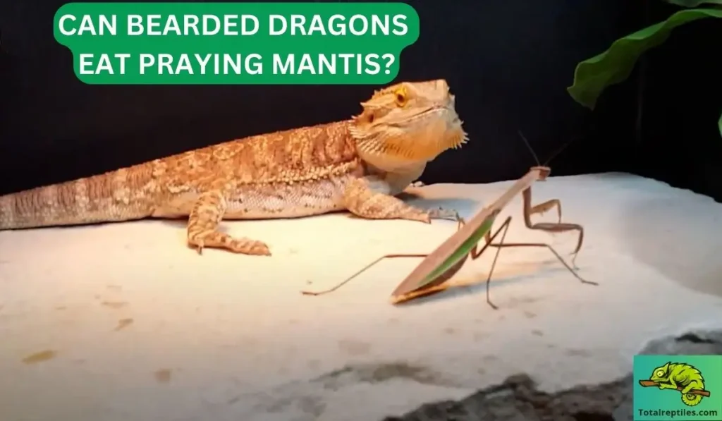 CAN BEARDED DRAGONS EAT PRAYING MANTIS