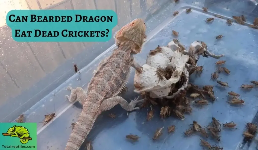 Can Bearded Dragon Eat Dead Crickets