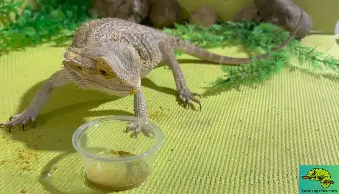 Can Bearded Dragons Eat Bee Pollen