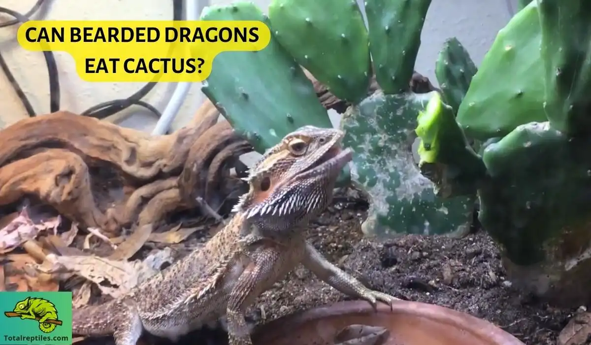 Can Bearded Dragons Eat Cactus