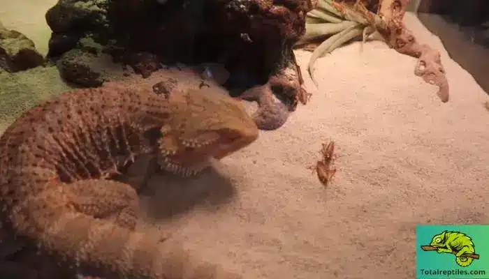 Can Bearded Dragons Eat Camel Crickets
