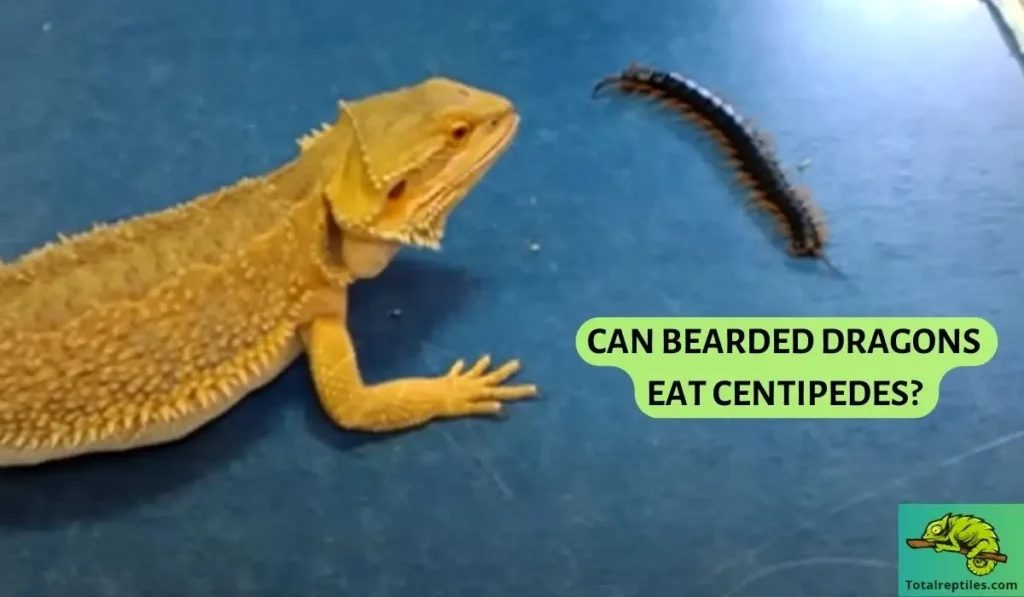 Can Bearded Dragons Eat Centipedes