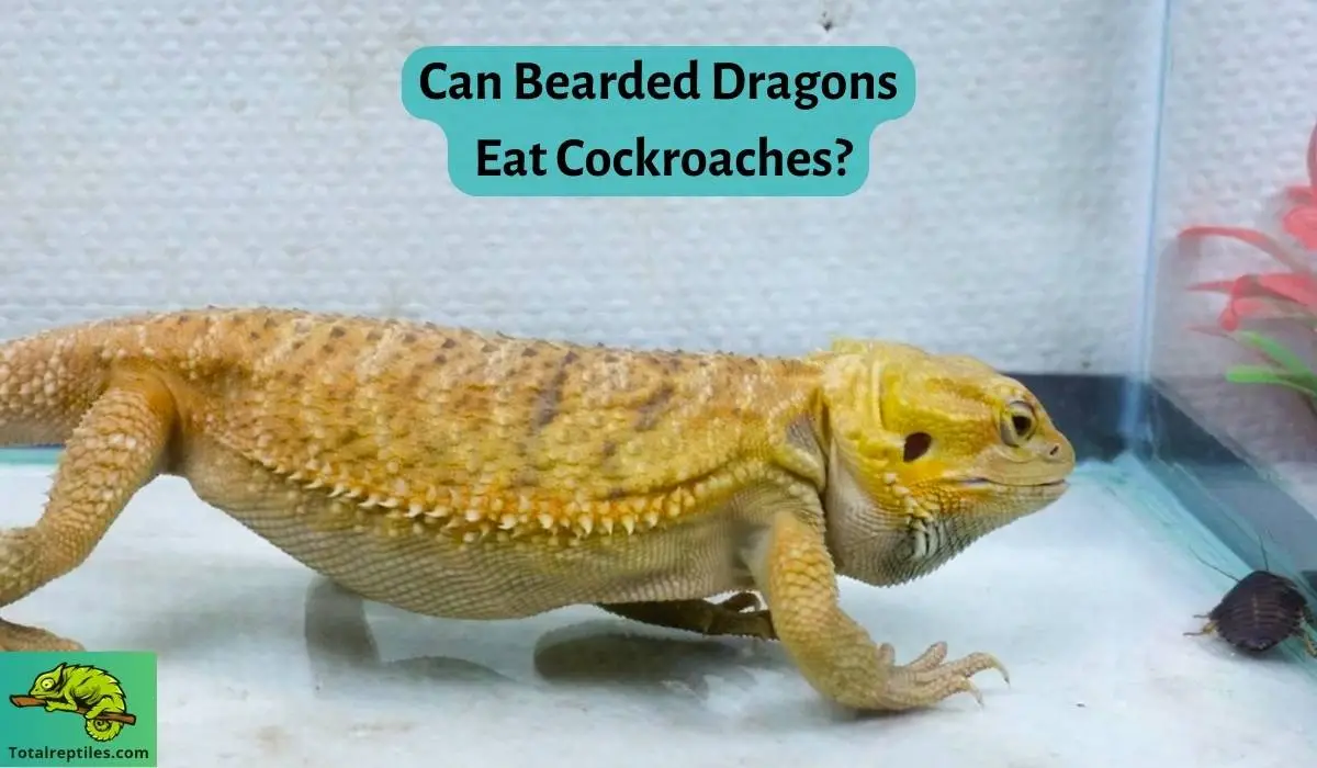 Can Bearded Dragons Eat Cockroaches