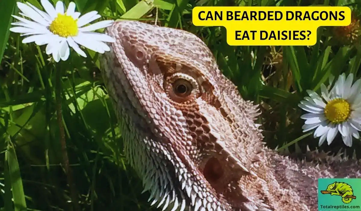 Can Bearded Dragons Eat Daisies