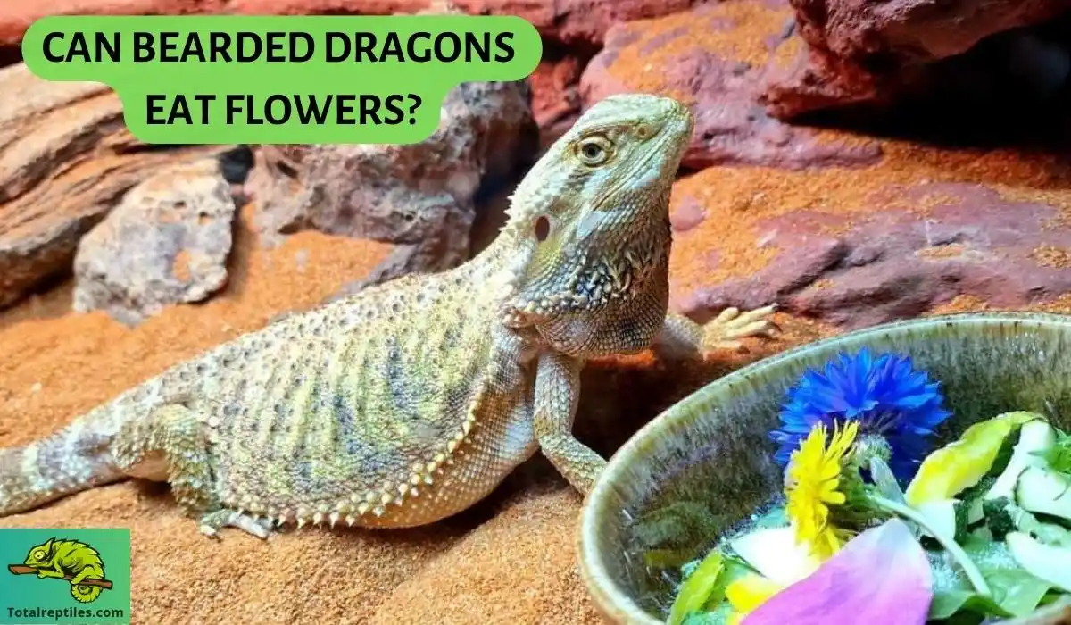 Can Bearded Dragons Eat Flowers