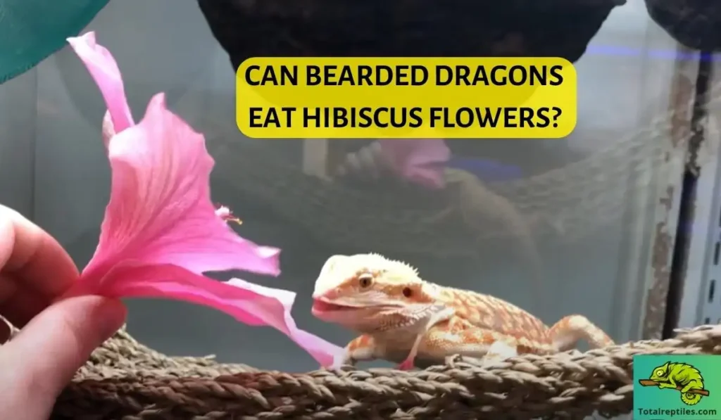 Can Bearded Dragons Eat Hibiscus Flowers