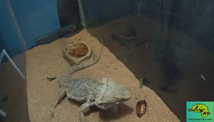 Can Bearded Dragons Eat Hissing Cockroaches?