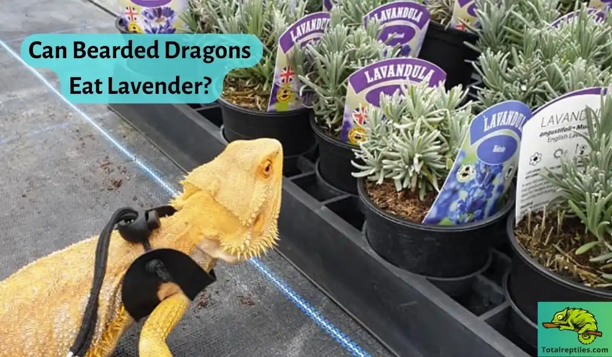 Can Bearded Dragons Eat Lavender