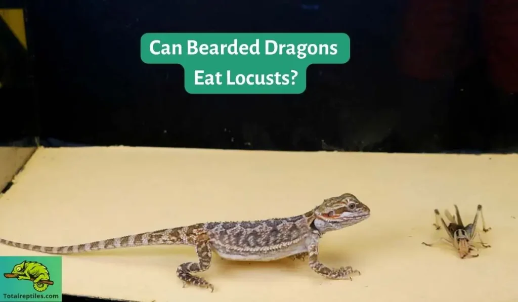 Can Bearded Dragons Eat Locusts