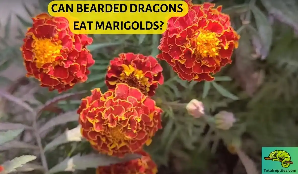 Can Bearded Dragons Eat Marigolds