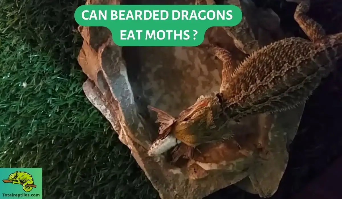 Can Bearded Dragons Eat Moths