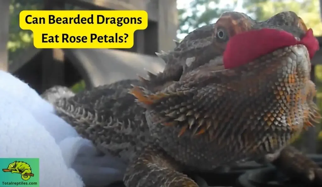 Can Bearded Dragons Eat Rose Petals