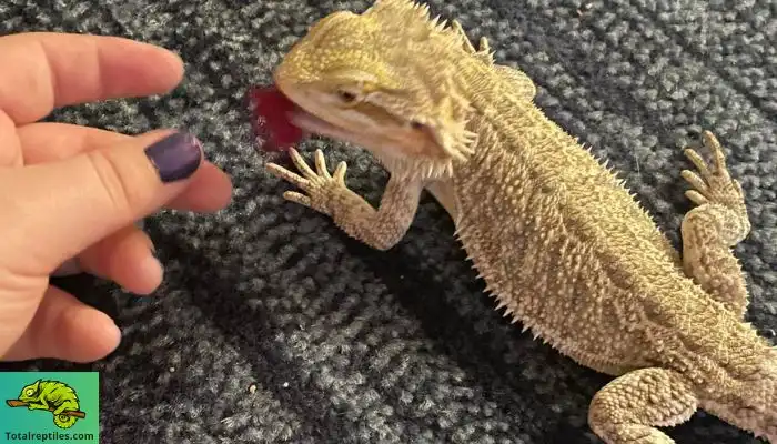 Can Bearded Dragons Eat Rose