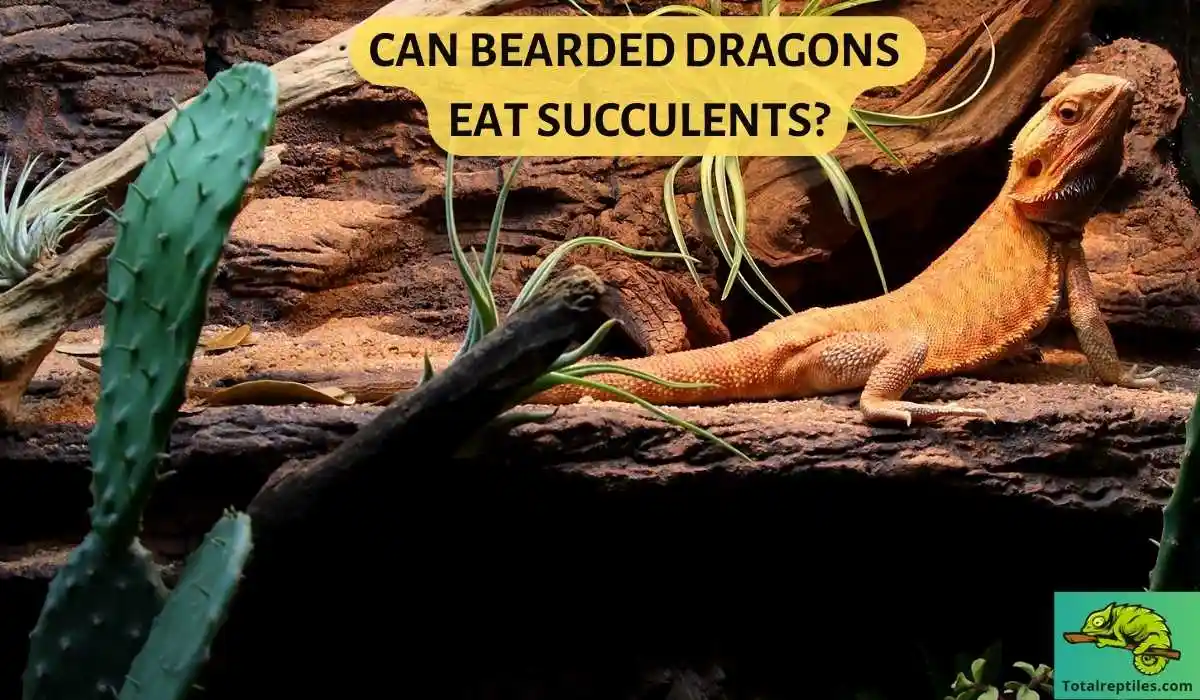 Can Bearded Dragons Eat Succulents