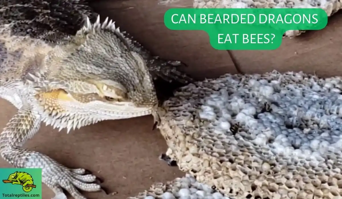 Can Bearded Dragons Eat bees