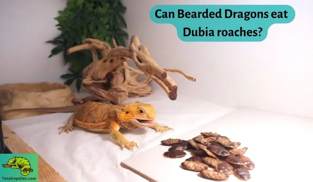 Can Bearded Dragons eat Dubia roaches