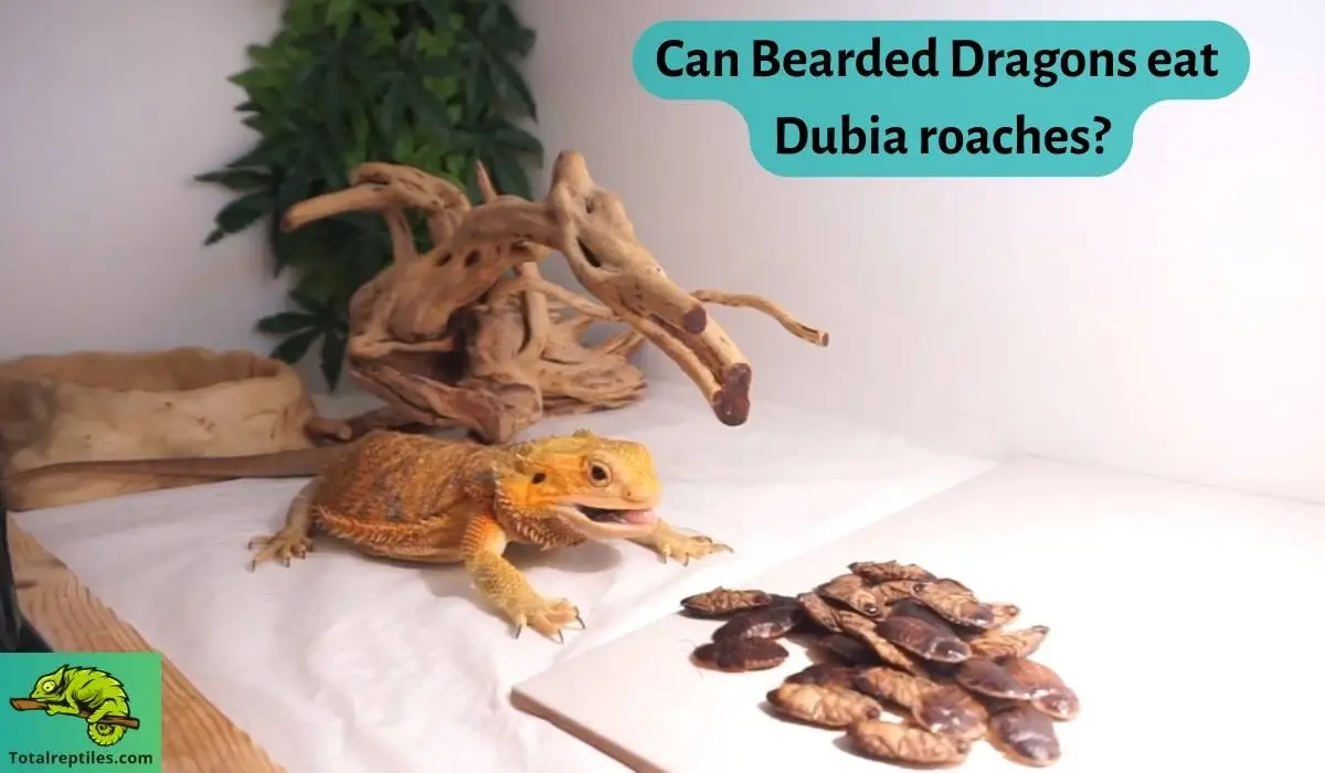 Can Bearded Dragons eat Dubia roaches