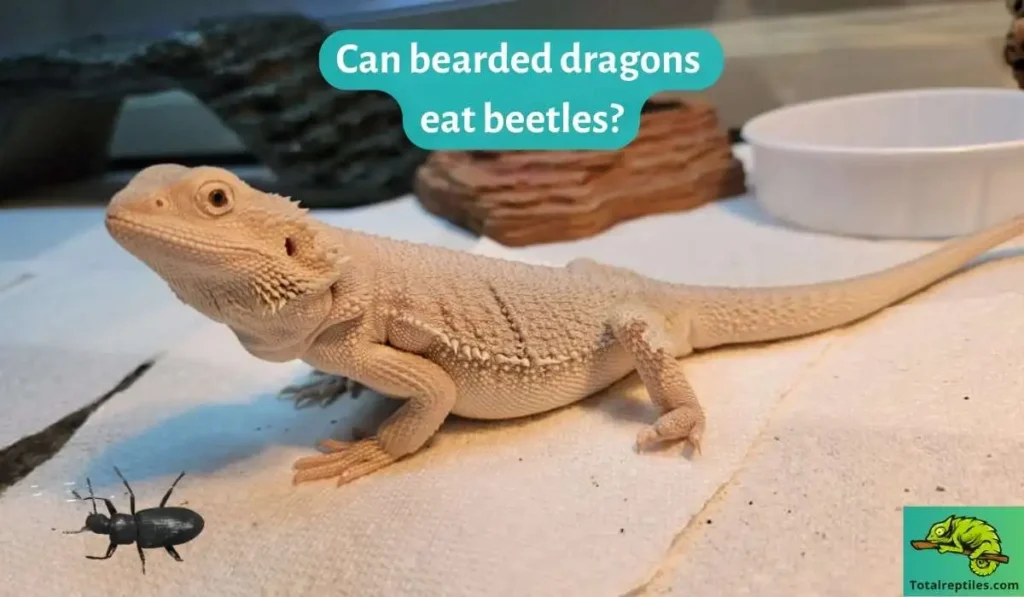 Can bearded dragons eat beetles