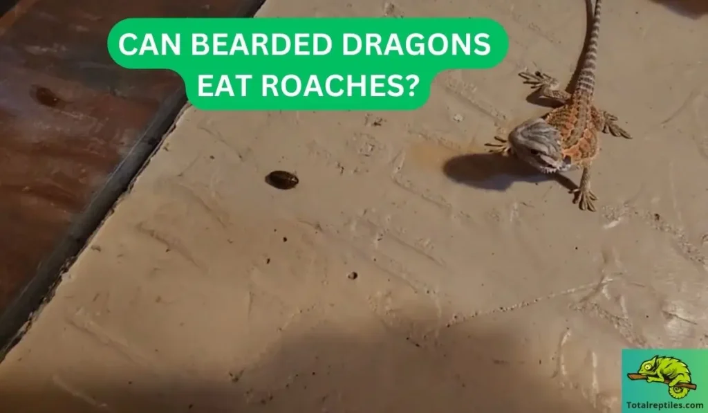 Can bearded dragons eat roaches