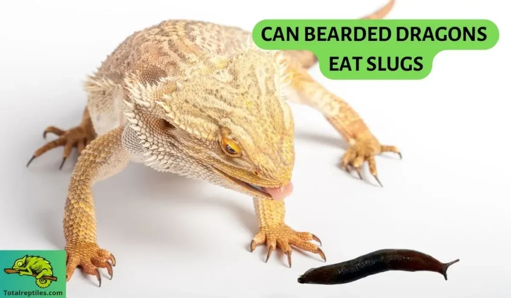 Can bearded dragons eat slugs