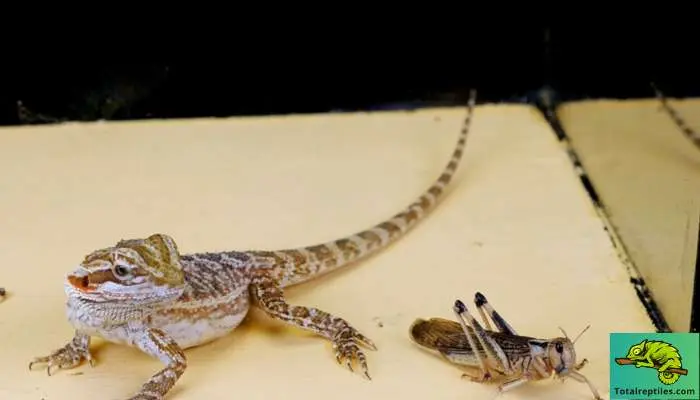 How to Serve Locusts to Your Bearded Dragon