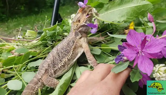 Preparing Flowers for Bearded Dragons