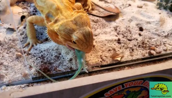 Types of Lizards Bearded Dragons Should Not Eat