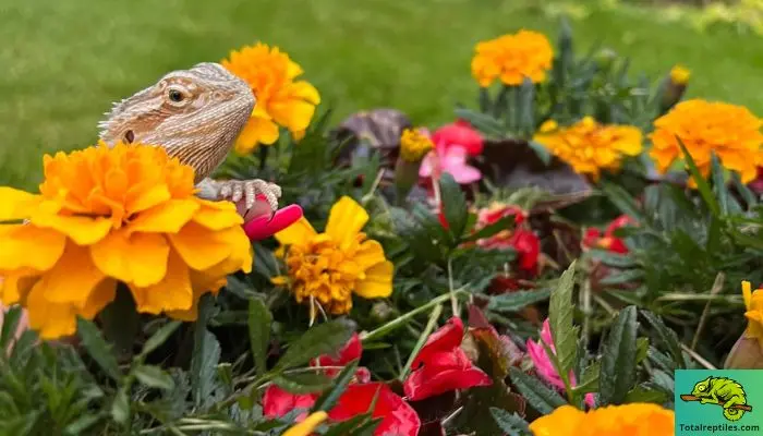 What Flowers Can Bearded Dragons Eat