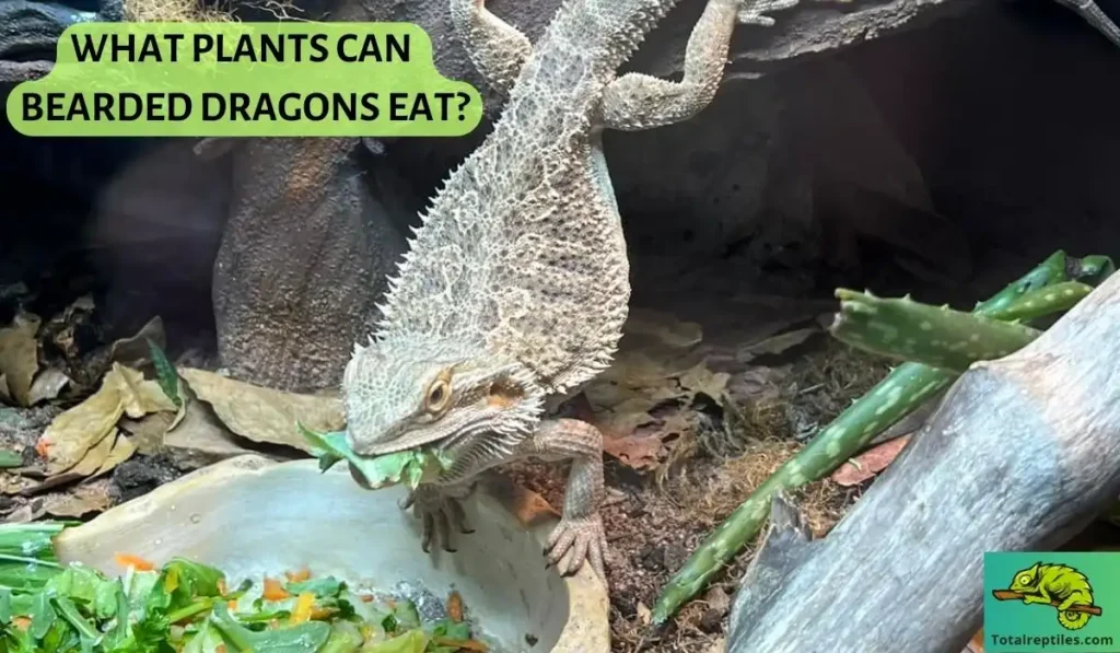 What Plants Can Bearded Dragons Eat