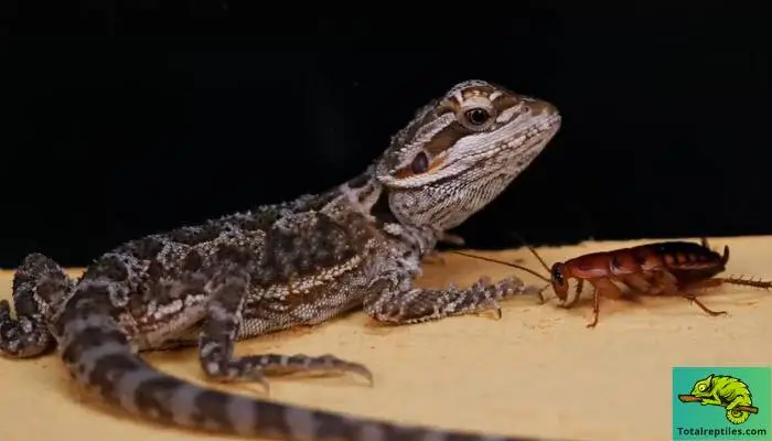 Which Types of Cockroaches Are Safe to Feed Bearded Dragons