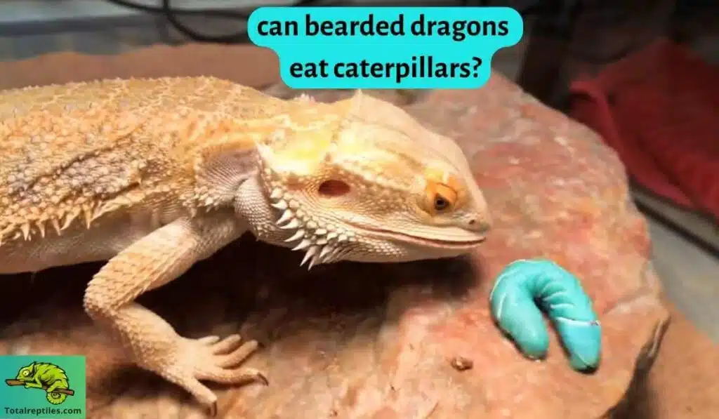 can bearded dragons eat caterpillars