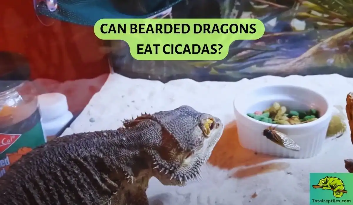 can bearded dragons eat cicadas