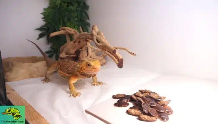 can bearded dragons eat dubia roaches every day