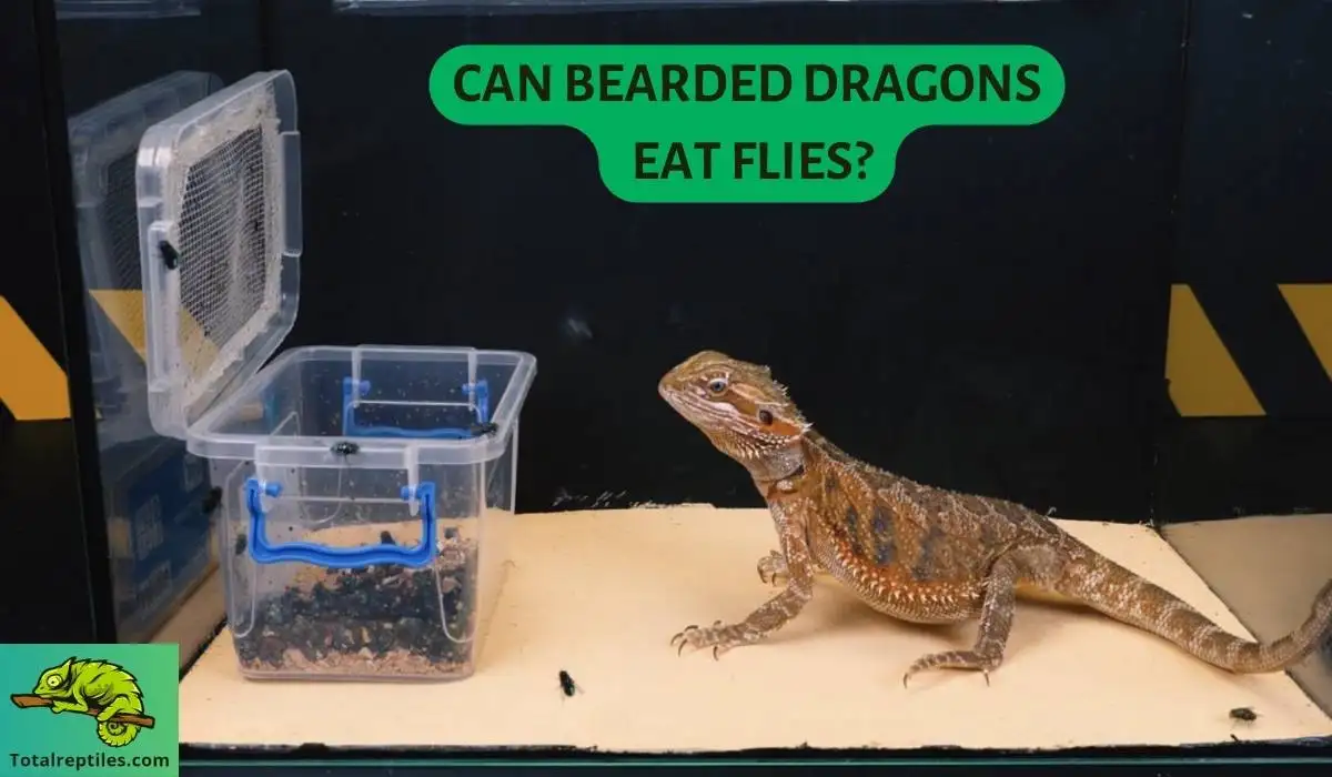 can bearded dragons eat flies