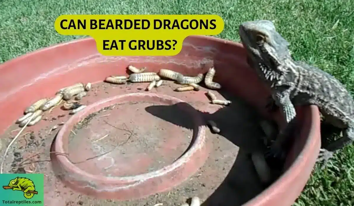 can bearded dragons eat grubs