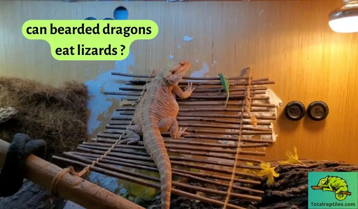 can bearded dragons eat lizards