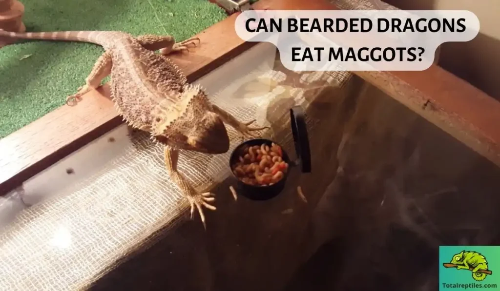 can bearded dragons eat maggots