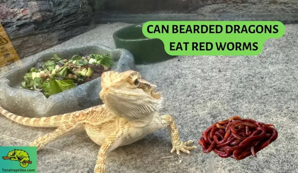 can bearded dragons eat red worms
