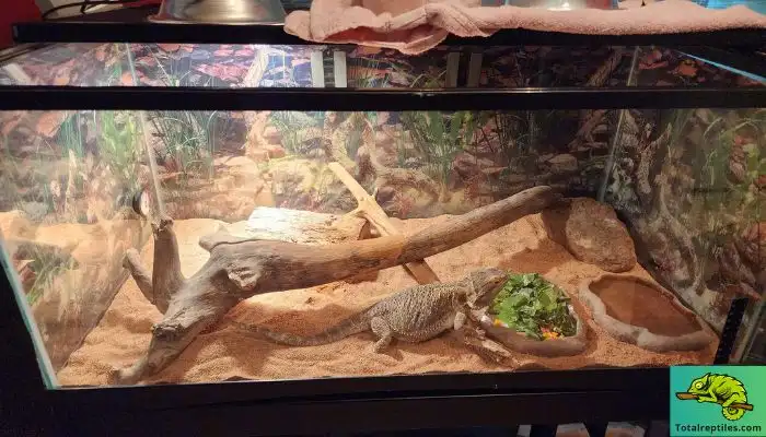 what plants are safe for bearded dragons to eat